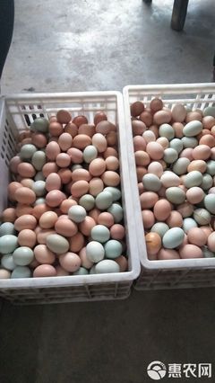土雞蛋 箱裝食用農產品批發全指南